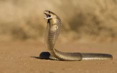 Турист загина в Египет след ухапване от кобра по време на шоу